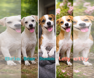 Mutt Dogs for adoption in NEWPORT NH, NH, USA