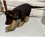 Small #4 German Shepherd Dog