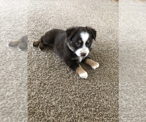 Miniature Australian Shepherd Puppy for sale in PR DU CHIEN, WI, USA