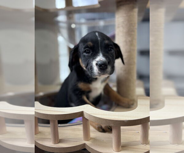 Medium Photo #1 Boxer-Unknown Mix Puppy For Sale in Mooresville, NC, USA