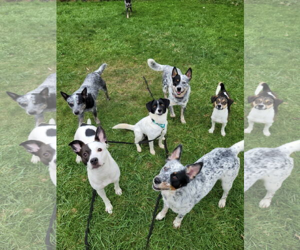 Medium Photo #15 Mutt Puppy For Sale in FAIRLAWN, OH, USA