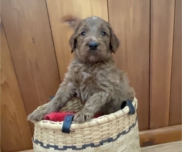 Medium Photo #5 Irish Doodle Puppy For Sale in WHITNEY POINT, NY, USA