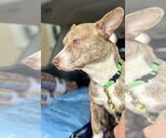 Small #2 Basenji Mix