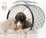 Small Photo #28 Saint Berdoodle Puppy For Sale in LEAVENWORTH, IN, USA