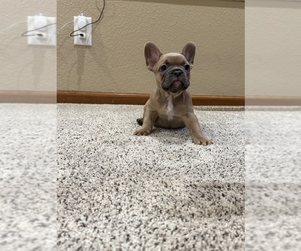 Medium Photo #15 French Bulldog Puppy For Sale in BRUNSWICK, MO, USA