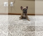 Small Photo #15 French Bulldog Puppy For Sale in BRUNSWICK, MO, USA