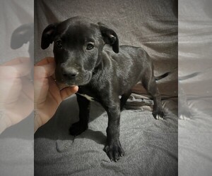 American Staffordshire Terrier-Patterdale Terrier Mix Puppy for sale in ALBIA, IA, USA