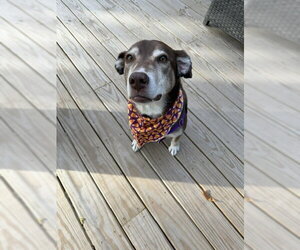 Cholena - Female Siberian Husky-Unknown Mix Dog for Adoption - Photo #4