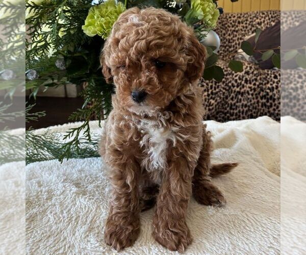 Medium Photo #1 Poodle (Toy) Puppy For Sale in PARADISE, PA, USA