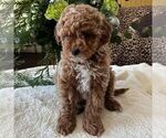 Small Poodle (Toy)