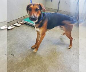Doberman Pinscher-Unknown Mix Dogs for adoption in Camarillo, CA, USA