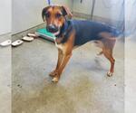 Small Doberman Pinscher Mix