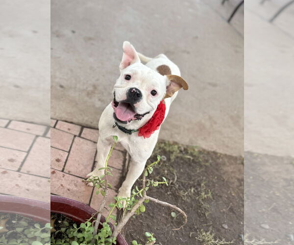 Medium Photo #10 Bull-Boxer Puppy For Sale in Phoenix, AZ, USA