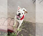 Small #9 Bull-Boxer