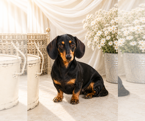 Mother of the Dachshund puppies born on 05/24/2026
