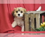 Small #3 Cavachon