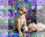 Small Photo #3 Shiba Inu Puppy For Sale in OXFORD, PA, USA