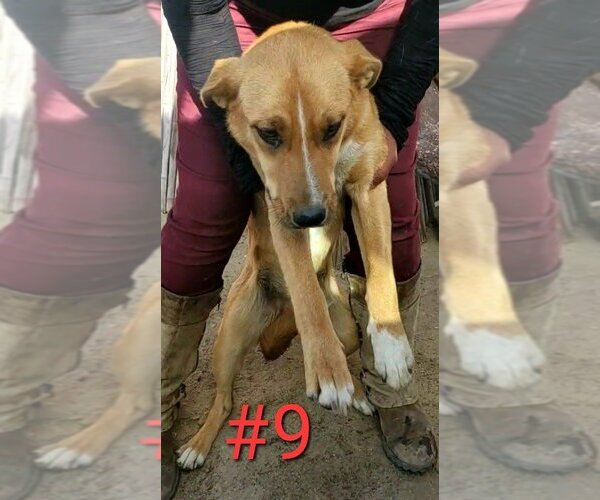Medium Photo #3 Mutt Puppy For Sale in Lake Forest, CA, USA