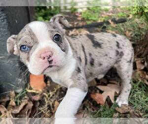 Boston Terrier Puppy for sale in KNOXVILLE, TN, USA