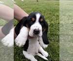 Puppy Puppy 2 Basset Hound