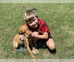 Labrador Retriever-Unknown Mix Dogs for adoption in Shreveport, LA, USA