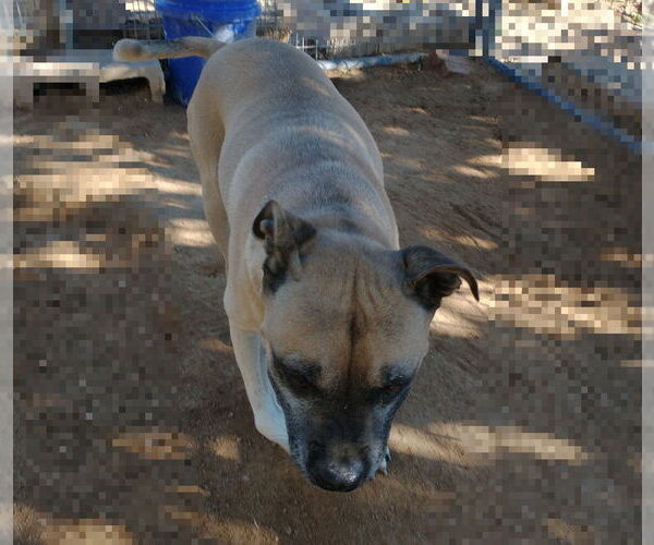 Medium Photo #8 American Staffordshire Terrier-Boxer Mix Puppy For Sale in Apple Valley, CA, USA