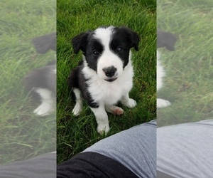 Border Collie Puppy for sale in GREELEY, IA, USA