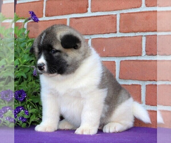 Medium Photo #5 Akita Puppy For Sale in DRUMORE, PA, USA