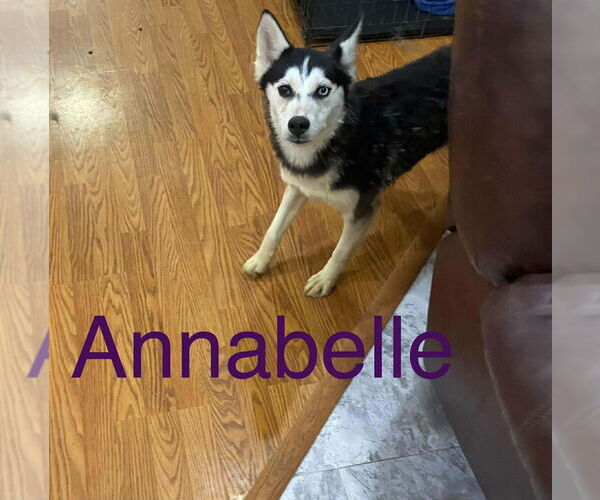 Medium Photo #2 Gerberian Shepsky Puppy For Sale in Aurora, IN, USA