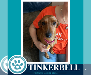 Chiweenie Dogs for adoption in Kimberton, PA, USA