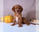 Cinnabar - Male Golden Retriever Puppy for Sale - Photo #4