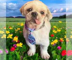 Shih Tzu Dogs for adoption in St. Louis Park, MN, USA