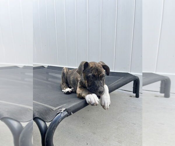 Medium Photo #3 Boxer-Unknown Mix Puppy For Sale in Dana Point, CA, USA