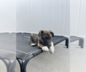 Lennox - Male Boxer-Unknown Mix Dog for Adoption - Photo #3