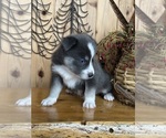 Small Photo #5 Pomsky Puppy For Sale in STAPLES, MN, USA