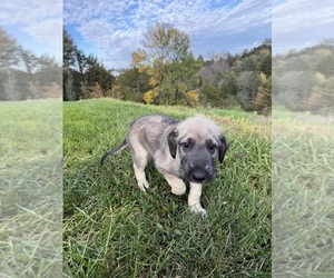 Irish Wolfhound Puppy for sale in ORD, NE, USA