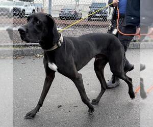 Great Dane Dogs for adoption in Camarillo, CA, USA