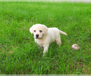 Labrador Retriever Puppy for sale in SYRACUSE, IN, USA