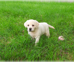 Image preview for Ad Listing. Nickname: Jamie