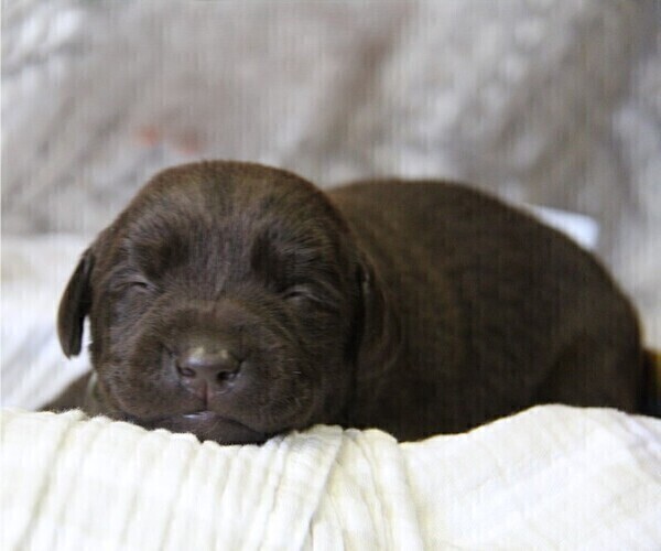 Medium Photo #2 Labrador Retriever Puppy For Sale in HYDE PARK, VT, USA