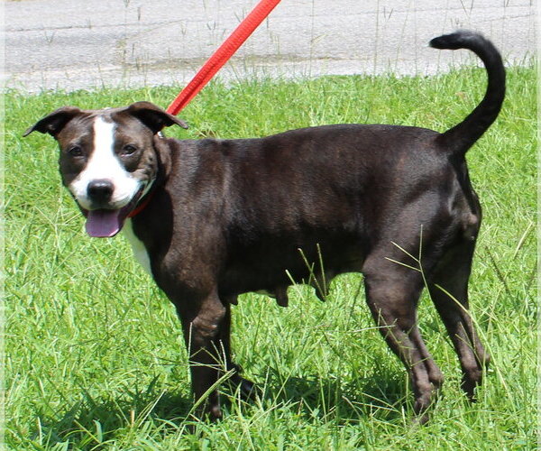 Medium Photo #1 Mutt Puppy For Sale in Prattville, AL, USA