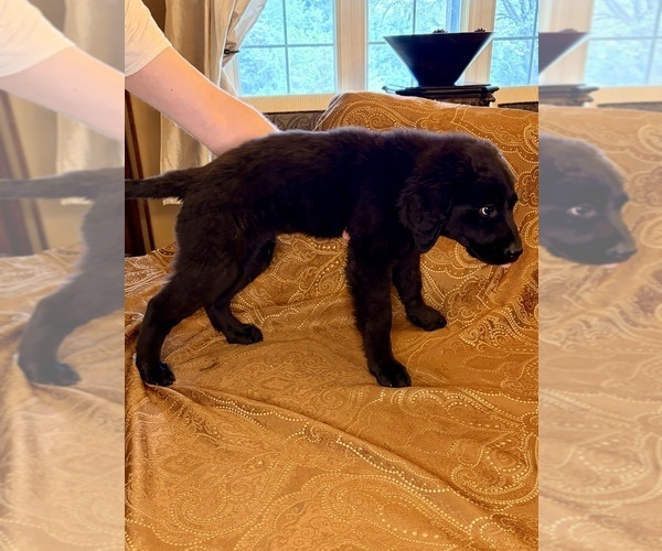 Medium Photo #2 Flat Coated Retriever Puppy For Sale in ROSE HILL, KS, USA