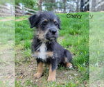 Small #2 Aussiedoodle Miniature 