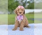 Small Photo #7 Goldendoodle (Miniature) Puppy For Sale in FROSTPROOF, FL, USA