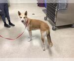 Small Siberian Husky Mix