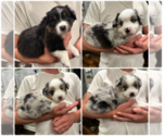 Small Miniature American Shepherd