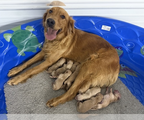 Medium Photo #1 Golden Retriever Puppy For Sale in INWOOD, IA, USA