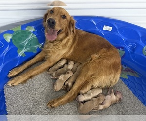 Mother of the Golden Retriever puppies born on 07/31/2026