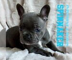 Small Photo #14 French Bulldog Puppy For Sale in BIGFORK, MT, USA