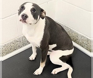 Labrador Retriever Dogs for adoption in Houston, TX, USA